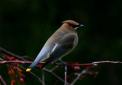 Cedar Waxwing