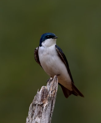 Tree Swallow