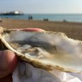 Today’s oyster on the beach.