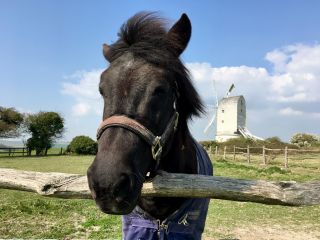 Went for a walk in the countryside and made a friend.