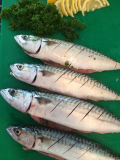 Mackerel prepped.