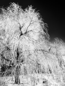 white-willow-120950489