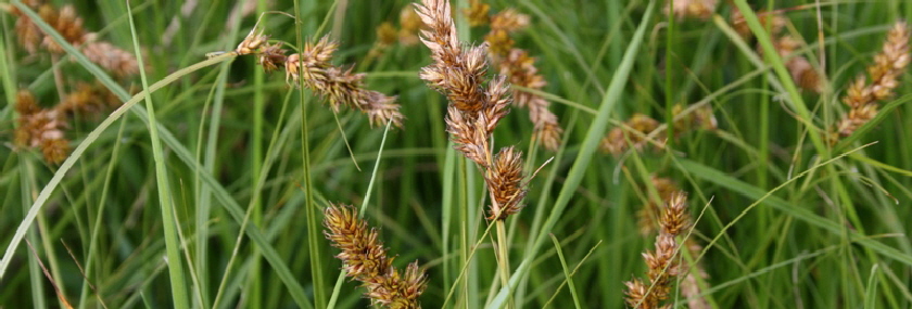 Carex disticha