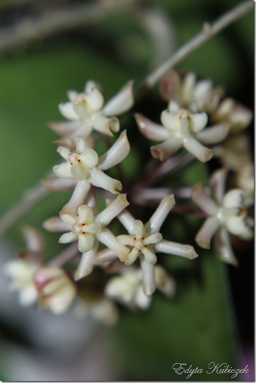 Hoya padangensis