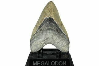 Serrated, Fossil Megalodon Tooth - North Carolina #311703