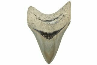 Serrated, ” Fossil Megalodon Tooth - Aurora, North Carolina #311824