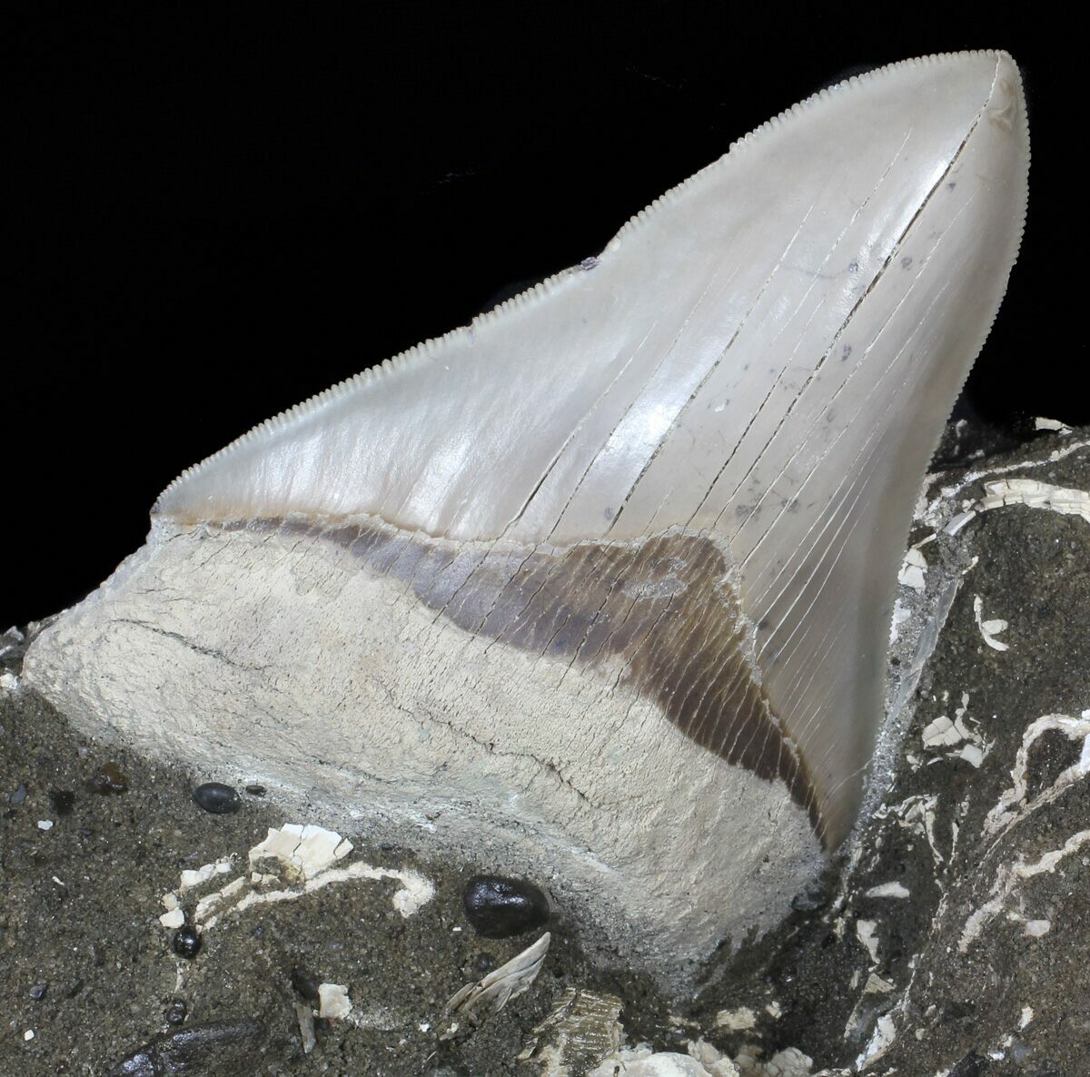 Aurora Megalodon Tooth Still Embedded In Rock - Lee Creek #62641