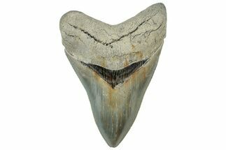 Serrated, ” Fossil Megalodon Tooth - Aurora, North Carolina #311823