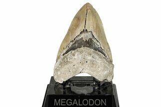 Serrated, Fossil Megalodon Tooth - North Carolina #270749