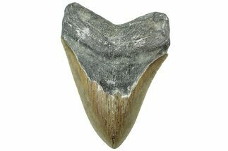 Serrated, Fossil Megalodon Tooth - North Carolina #311838