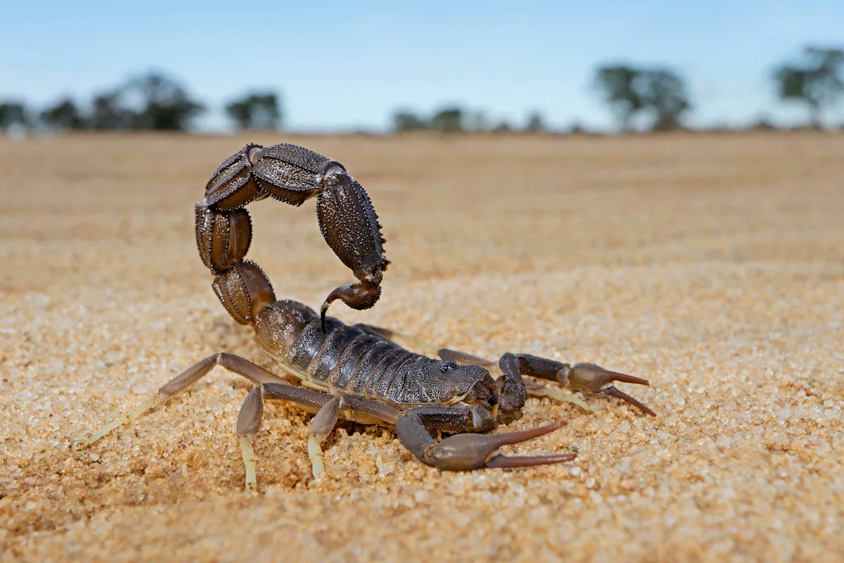 ▷ Escorpión » Características, Alimentación, Hábitat, Reproducción,  Depredadores