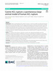 Research paper thumbnail of Canine ACL rupture: a spontaneous large animal model of human ACL rupture