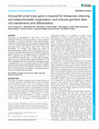 Research paper thumbnail of Drosophilasmall ovarygene is required for transposon silencing and heterochromatin organisation and ensures germline stem cell maintenance and differentiation