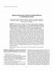 Research paper thumbnail of Sheep poisoning by Panicum dichotomiflorum in northeastern Brazil