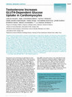 Research paper thumbnail of Testosterone increases GLUT4-dependent glucose uptake in cardiomyocytes