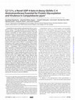 Research paper thumbnail of Cj1121c, a Novel UDP-4-keto-6-deoxy-GlcNAc C-4 Aminotransferase Essential for Protein Glycosylation and Virulence in Campylobacter jejuni