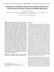 Research paper thumbnail of Development of Distylous Flowers and Investment of Biomass in Male and Female Function in Palicourea padifolia (Rubiaceae)