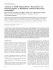 Research paper thumbnail of Antibody to AP1B Adaptor Blocks Biosynthetic and Recycling Routes of Basolateral Proteins at Recycling Endosomes