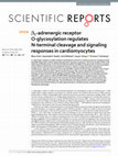 Research paper thumbnail of β1-adrenergic receptor O-glycosylation regulates N-terminal cleavage and signaling responses in cardiomyocytes