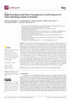 Research paper thumbnail of High Prevalence and New Genotype of Coxiella burnetii in Ticks Infesting Camels in Somalia