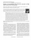 Research paper thumbnail of Isolation of Achyrobichalcone from Achyrocline satureioides by High- Speed Countercurrent Chromatography