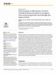 Research paper thumbnail of Point mutation in D8C domain of Tamm-Horsfall protein/uromodulin in transgenic mice causes progressive renal damage and hyperuricemia