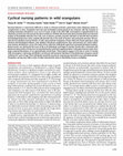 Research paper thumbnail of Cyclical nursing patterns in wild orangutans