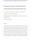 Research paper thumbnail of Revealing the Assembly of Filamentous Proteins with Scanning Transmission Electron Microscopy