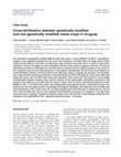 Research paper thumbnail of Cross-fertilization between genetically modified and non-genetically modified maize crops in Uruguay