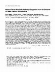 Research paper thumbnail of Minimal Set of Metabolic Pathways Suggested from the Genome of Onion Yellows Phytoplasma