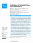 Research paper thumbnail of Comparative transcriptome analysis of papilla and skin in the sea cucumber, Apostichopus japonicus