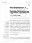 Research paper thumbnail of Molecular Characterization of Arbuscular Mycorrhizal Fungi in an Agroforestry System Reveals the Predominance of Funneliformis spp. Associated with Colocasia esculenta and Pterocarpus officinalis Adult Trees and Seedlings