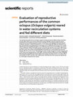 Research paper thumbnail of Evaluation of reproductive performances of the common octopus (Octopus vulgaris) reared in water recirculation systems and fed different diets