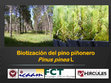 Research paper thumbnail of Biotización del Pino Piñoreo (Pinus pinea L)