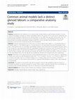 Research paper thumbnail of Common animal models lack a distinct glenoid labrum: a comparative anatomy study