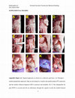 Research paper thumbnail of DS_10.1177_0363546519880468 – Supplemental material for Point-of-Care Procedure for Enhancement of Meniscal Healing in a Goat Model Utilizing Infrapatellar Fat Pad–Derived Stromal Vascular Fraction Cells Seeded in Photocrosslinkable Hydrogel