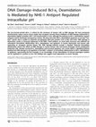 Research paper thumbnail of DNA Damage–Induced Bcl-xL Deamidation Is Mediated by NHE-1 Antiport Regulated Intracellular pH