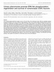 Research paper thumbnail of Urinary pheromones promote ERK/Akt phosphorylation, regeneration and survival of vomeronasal (V2R) neurons