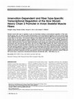 Research paper thumbnail of Innervation-dependent and fiber type-specific transcriptional regulation of the slow myosin heavy chain 2 promoter in avian skeletal muscle fibers