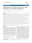 Research paper thumbnail of Identification of common carp (Cyprinus carpio) microRNAs and microRNA-related SNPs