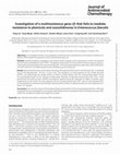 Research paper thumbnail of Investigation of a multiresistance gene cfr that fails to mediate resistance to phenicols and oxazolidinones in Enterococcus faecalis