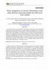 Research paper thumbnail of Efecto antagónico in vitro de Clonostachys rosea sobre Botrytis cinerea procedente de cultivos de Vitis vinífera