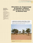 Research paper thumbnail of Stimulation du drageonnage de Bombax costatum par blessure des racines au Burkina Faso