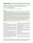 Research paper thumbnail of Detection of Streptococcus mutans and Streptococcus sobrinus and Their Association with Oral Microbiome Stressors in 6–18-month-old Infants