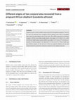 Research paper thumbnail of Different origins of two corpora lutea recovered from a pregnant African elephant (Loxodonta africana )