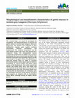 Research paper thumbnail of Morphological and morphometric characteristics of gastric mucosa in western grey kangaroo (Macropus fuliginosus)