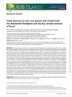 Research paper thumbnail of Flood tolerance in two tree species that inhabit both the Amazonian floodplain and the dry Cerrado savanna of Brazil