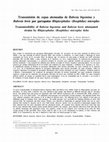 Research paper thumbnail of Transmisión de cepas atenuadas de babesia bigemina y babesia bovis por garrapatas rhipicephalus (boophilus) microplus