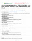 Research paper thumbnail of Demonstrating the presence of Ehrlichia canis DNA from different tissues of dogs with negative PCR in blood