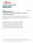 Research paper thumbnail of A dopamine metabolite stabilizes neurotoxic amyloid-β oligomers